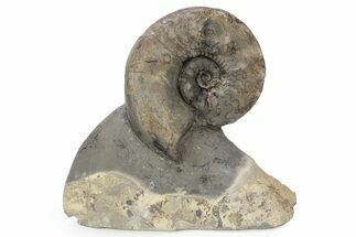 Triassic Ammonite (Ceratites posseckeri) Fossil - Germany #243504