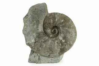 Triassic Ammonite (Ceratites praenodosus) Fossil - Germany #243508