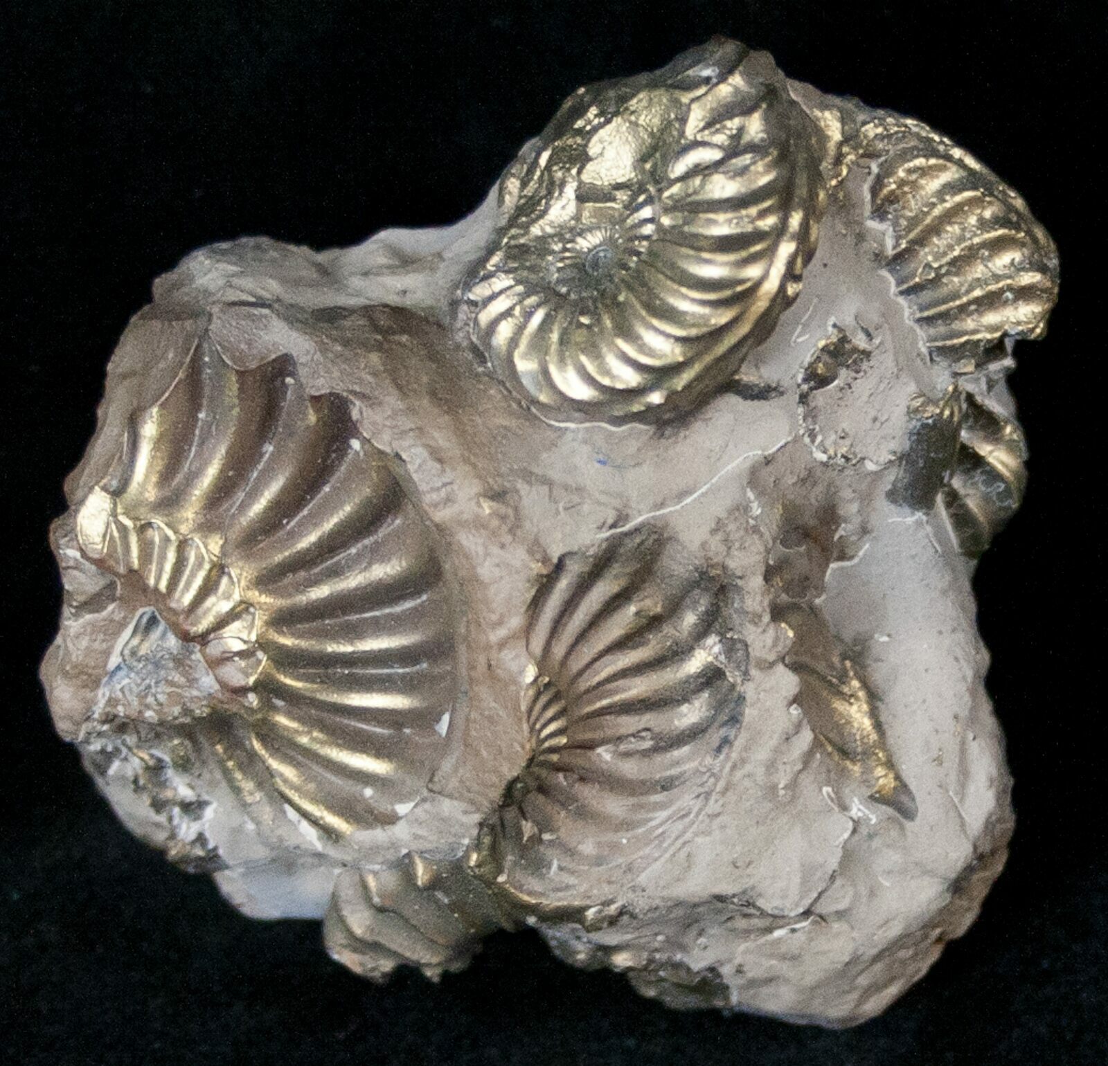 Pyritized Pleuroceras Ammonite Cluster - Germany For Sale (#14525 ...