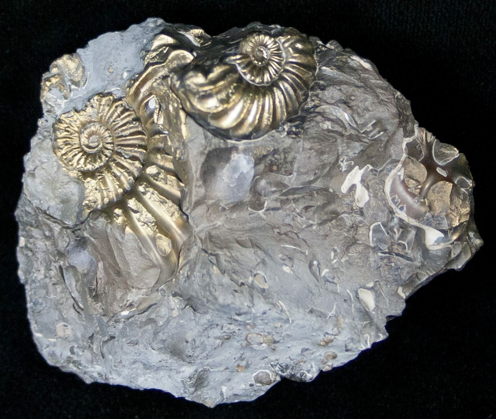 Pyritized Pleuroceras Ammonite Cluster - Germany (#14528) For Sale ...