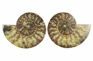 Cut & Polished, Agatized Ammonite Fossil - Madagascar #241875
