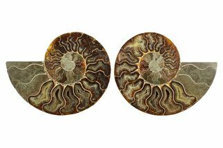 Cut & Polished, Agatized Ammonite Fossil - Madagascar #241878