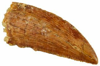 Serrated, Raptor Tooth - Real Dinosaur Tooth #243710