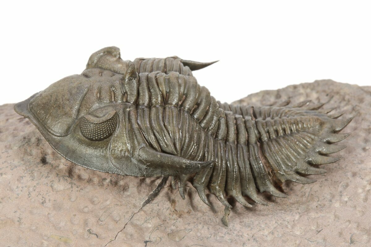 モロッコ産三葉虫の化石（Metacantina Issoumourensis） | bbqislands.net