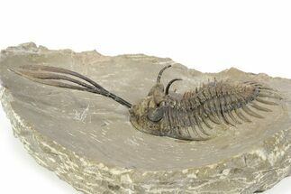 Trident Walliserops Trilobite - Foum Zguid, Morocco #243932