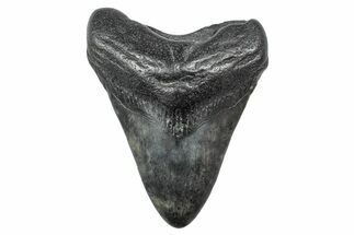 Fossil Megalodon Tooth - South Carolina #236350