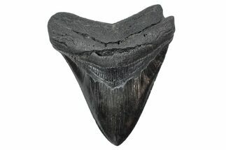 Fossil Megalodon Tooth - South Carolina #239816