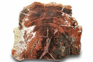 Polished, Petrified Wood (Araucarioxylon) Slab - Arizona #244069