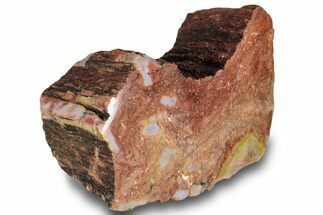 Polished, Petrified Wood (Araucarioxylon) - Arizona #244089