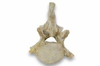 ” Basilosaur Thoracic Vertebra With Intact Process- Morocco #244269