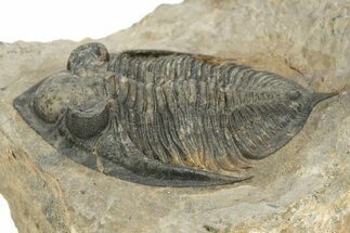 Detailed Zlichovaspis Trilobite - Excellent Eye Detail #244274