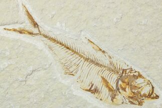 Detailed Fossil Fish (Diplomystus) - Wyoming #244170