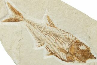 Detailed Fossil Fish (Diplomystus) - Wyoming #244173
