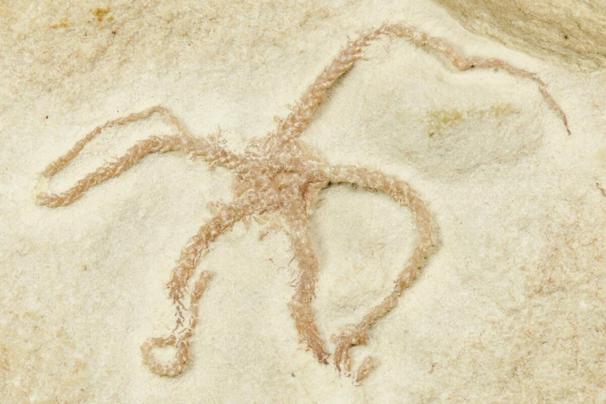 .6" Jurassic Brittle Star Fossil Solnhofen (244341) For Sale