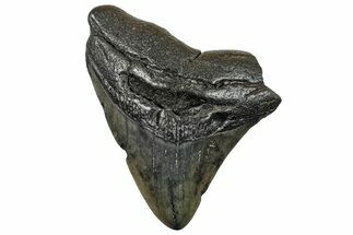 Fossil Megalodon Tooth - South Carolina #236317
