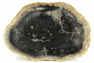 Polished Petrified Palm Wood Round - Indonesia #244641