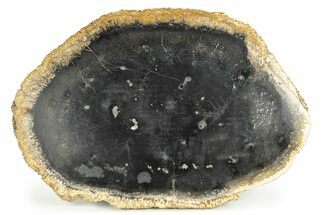 Polished Petrified Palm Wood Round - Indonesia #244668