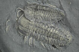 Two Pyritized Triarthrus Trilobites With Appendages - New York #240673