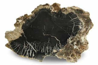 Triassic Petrified Wood (Conifer) Slab - Circle Cliffs, Utah #244742