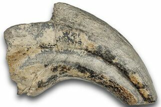 Spinosaurid Dinosaur (Suchomimus) Hand Claw - Niger #245025