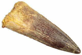 Fossil Spinosaurus Tooth - Real Dinosaur Tooth #245108