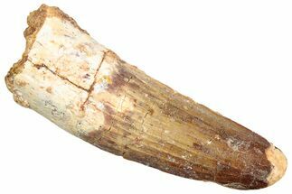 Fossil Spinosaurus Tooth - Real Dinosaur Tooth #245112