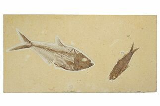Fossil Fish Plate With Diplomystus & Knightia - Wyoming #245022