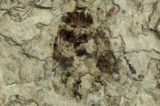 Fossil Beetle (Coleoptera) - Green River Formation, Wyoming #244994