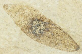 Fossil Winged Seed (Ailanthus) - Wyoming #245162