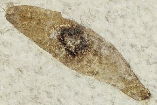 Fossil Winged Seed (Ailanthus) - Wyoming #245178