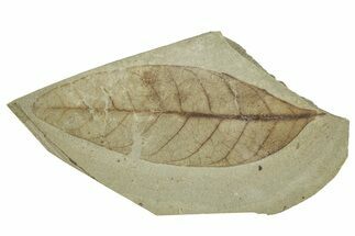 Fossil Tea Leaf (Osmanthus) - Green River Formation, Colorado #244661