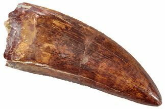 Serrated, Carcharodontosaurus Tooth - Gorgeous Preservation #245409