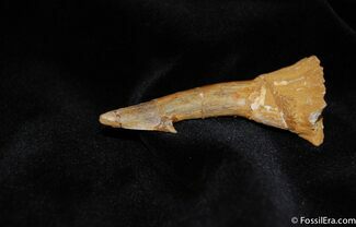 Large Cretaceous Giant Sawfish (Onchopristis) Tooth #286