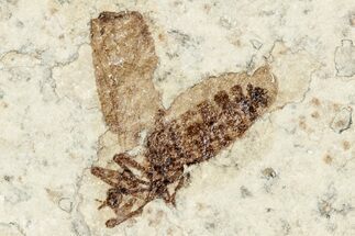 Detailed Fossil March Fly (Plecia) w/ Legs - Wyoming #245631