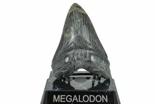 Fossil Megalodon Tooth - South Carolina #236282