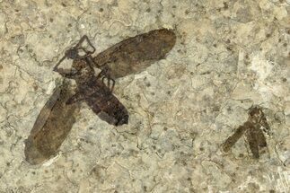 Detailed Fossil March Fly (Plecia) w/ Legs - Wyoming #245651