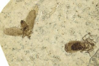 Two Detailed Fossil March Flies (Plecia) - Wyoming #245699