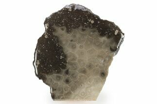 Free-Standing, Petoskey Stone (Fossil Coral) Section - Michigan #245487