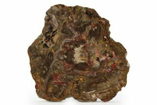 Colorful, Triassic Petrified Wood (Conifer) Round - India #245863