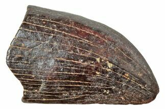 Tyrannosaur Tooth Tip - Montana #245923