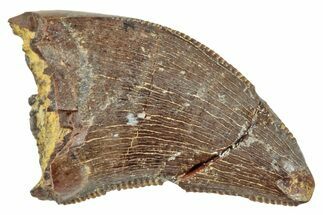 Serrated, Juvenile Tyrannosaur (Nanotyrannus?) Tooth - Montana #245925