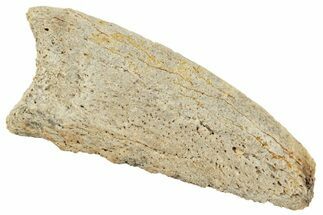 Cretaceous Fossil Crocodylomorph Claw - Montana #245940
