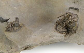 Two Spiny Erbenochile Trilobites With Gerastos - Stunning Association! #241562