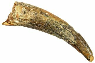 Fossil Pterosaur (Siroccopteryx) Tooth - Morocco #245979