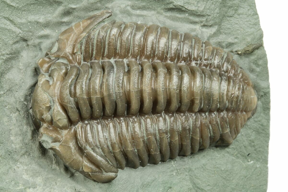 1 04 quot Long Prone Flexicalymene Trilobite Mt Orab Ohio (#245130) For 1 04 quot Long Prone Flexicalymene Trilobite Mt Orab Ohio (#245130) For