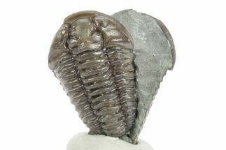 Two Prone Flexicalymene Trilobite Fossils - Mt Orab, Ohio #245180