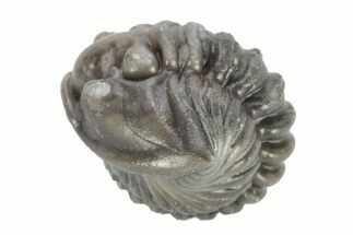 Wide Enrolled Flexicalymene Trilobite - Mt Orab, Ohio #245184