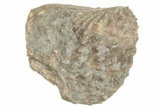 Jurassic Fossil Bivalve (Myophorella) - Portugal #244815