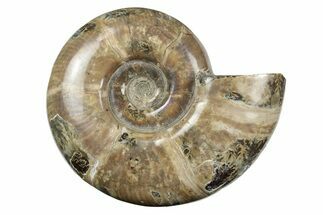 Polished Ammonite (Argonauticeras) Fossil - Madagascar #246210