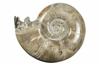 Polished, Sutured Ammonite (Eotetragonites?) Fossil - Madagascar #246223